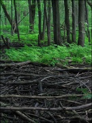 Click for larger image. (375 x 500)